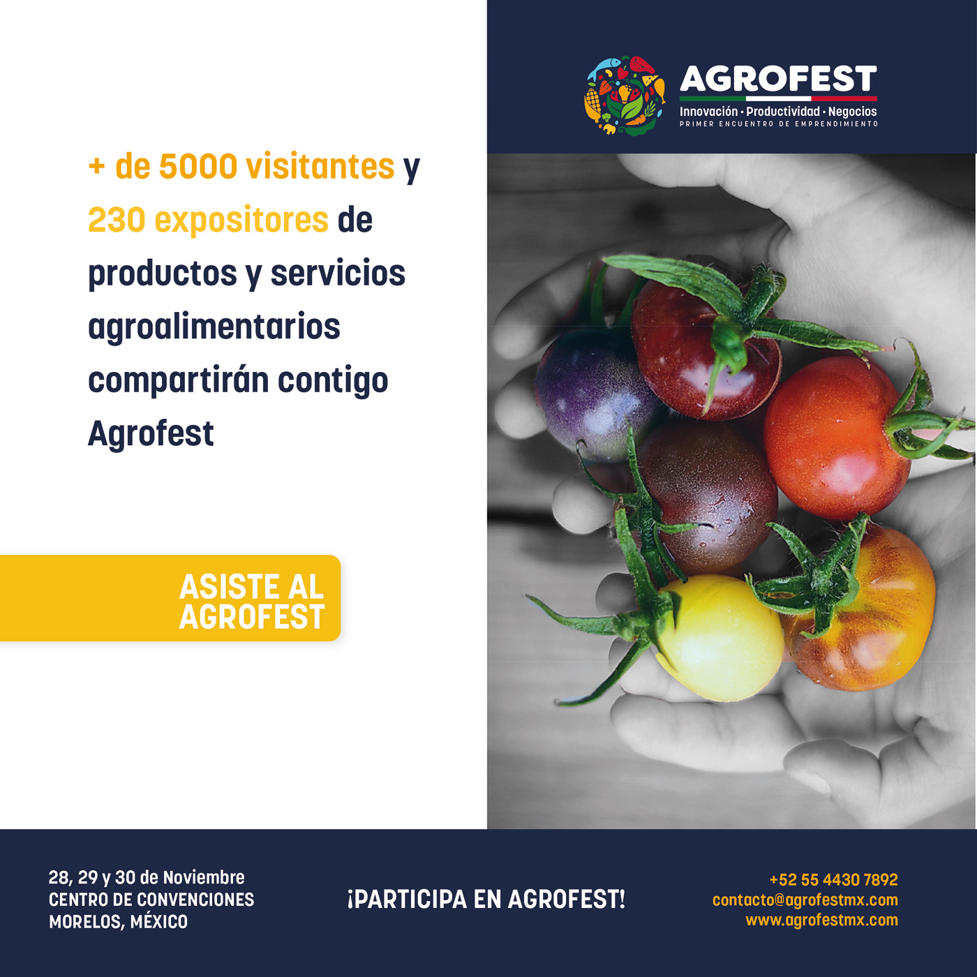 AgroFest identity project image 6