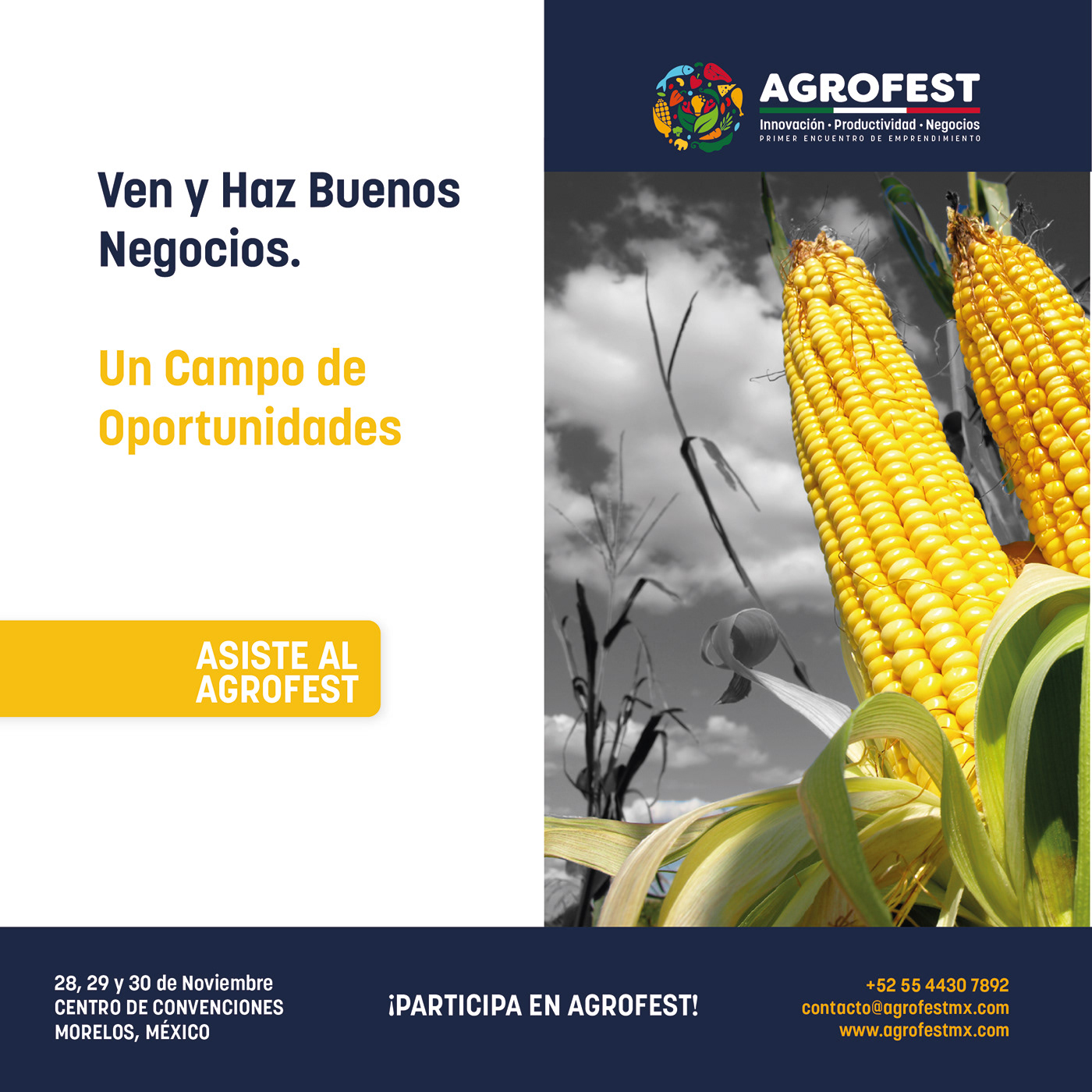 AgroFest identity project image 18